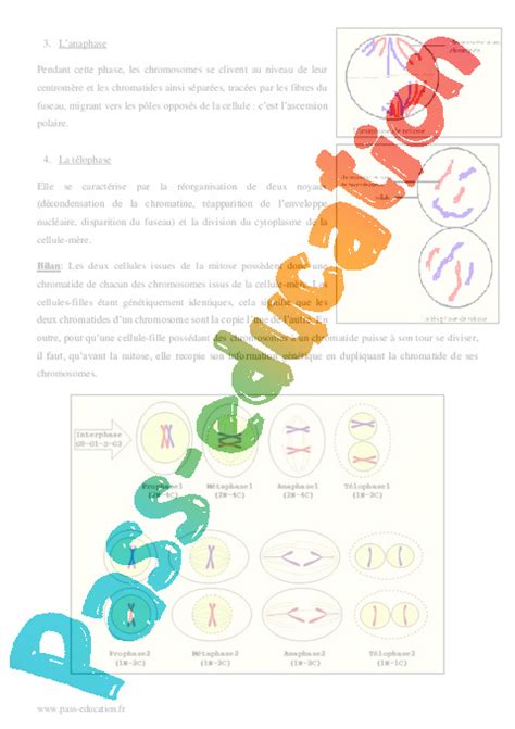 Reproduction Conforme De La Cellule Et R Plication De Ladn Premi Re