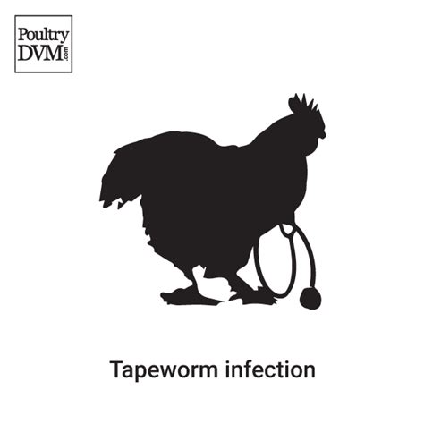 Tapeworm infection in Chickens