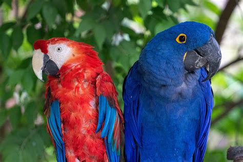 Sedgwick County Zoo closes bird exhibit areas due to HPAI – Sedgwick