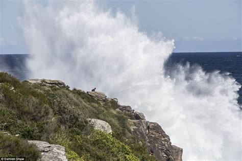 Man Stands Naked On A Cliff As Waves Batter The Headland In Sydney Daily Mail Online
