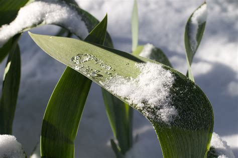 Free Images Water Nature Grass Dew Leaf Flower Green Botany