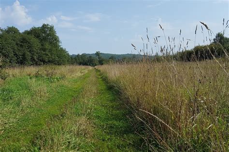 Field Forest Road Free Photo On Pixabay
