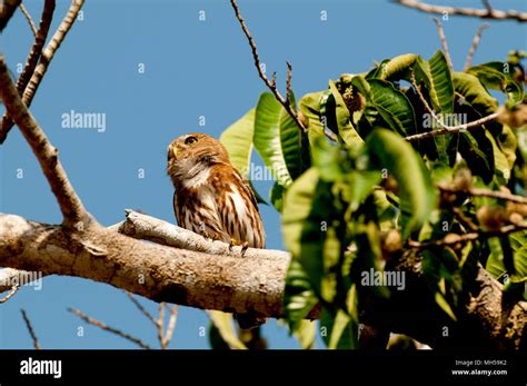 B Ho Pigmeo Austral Glaucidium Fotograf As E Im Genes De Alta