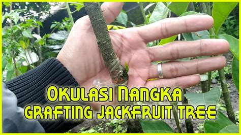 Cara Okulasi Nangka | Grafting Nangka | Grafting Jackfruit Tree - YouTube