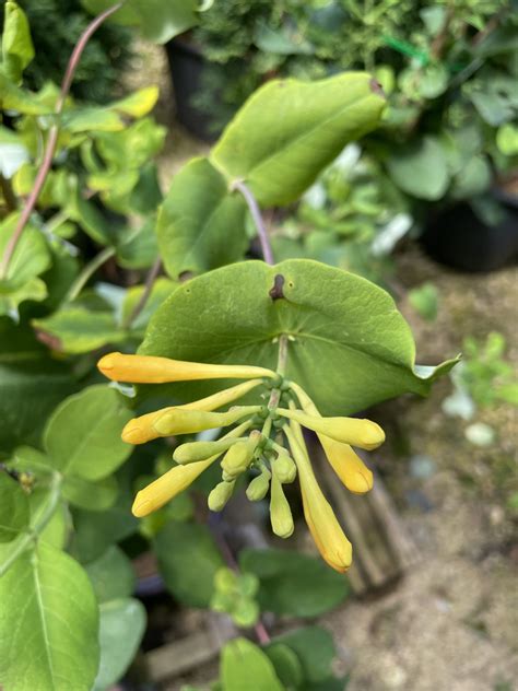 Honeysuckle Honeybelle Trumpet Falk Nurseries