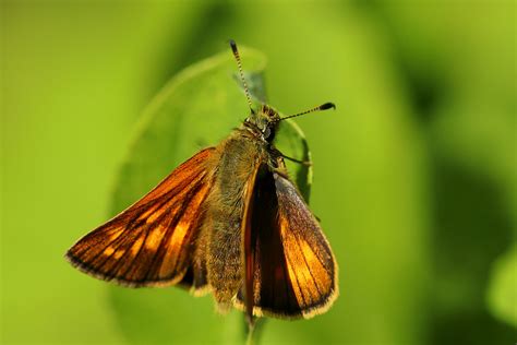 Ochlodes Sylvanus June 2023 Fovslet Forest Kolding Denm Erland