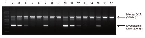 Biomycox Mycoplasma Pcr Detection Kit Neogen