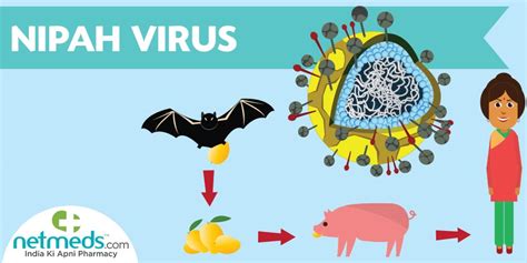 What Part Of The Body Does Nipah Affect What Organ Does The Nipah