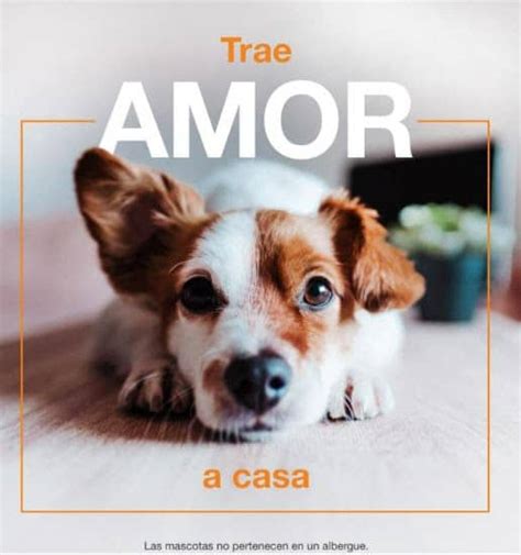 Adopta No Compres Beneficios De Adoptar Una Mascota Para La Comunidad Latina En Estados Unidos