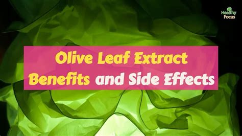 Olive Leaf Extract Benefits And Side Effects Youtube