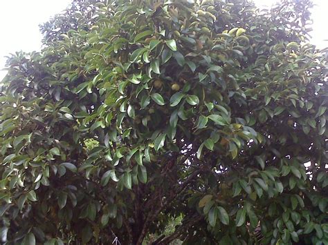 Catatan Kecil Tentang Buah Manggis