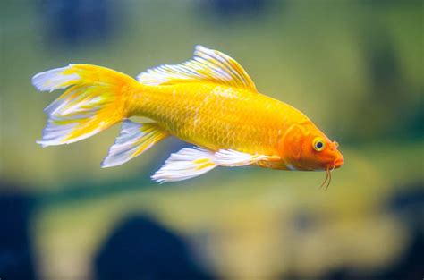 Butterfly Koi Fish: Ultimate Care Guide - Fish Laboratory