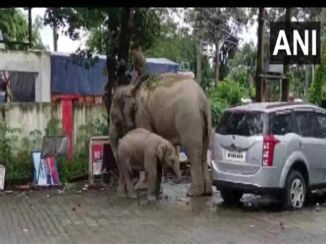 Assam Female Elephant And Her Calf Were Taken To Bokakhat Police