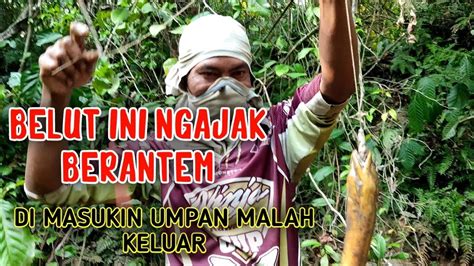 Mancing Belut Besar Belutnya Ngajak Berantem Dimasukin Umpan Malah