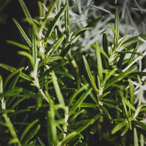8 Best Herbs for Natural Skin Care