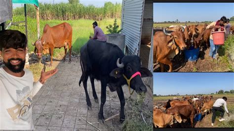 Kishan Bhai Ki Gay Milk Nahi Kar Ne Deti Youtube