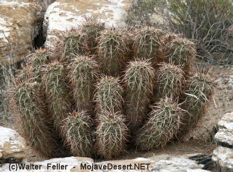 Mojave Mound Cactus, Mojave Desert Cactus photo - Desert Cactus