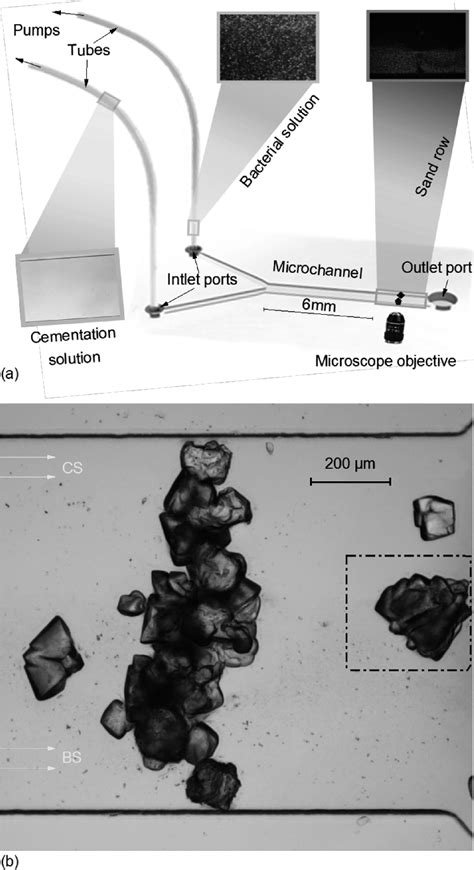 schematic  micp microfluidic tests  raw image