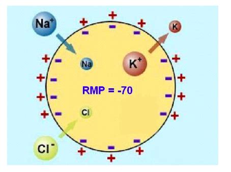 Lecture Ionic Equilibrium And Resting Membrane Potential Flashcards