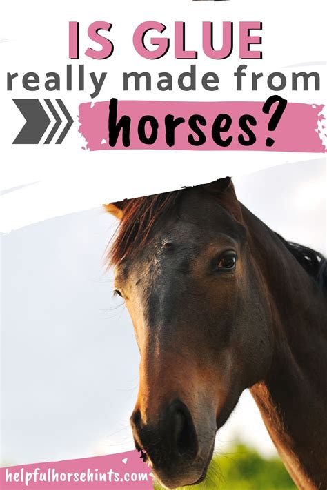 The Truth About Horses and Glue - Facts & History - Helpful Horse Hints