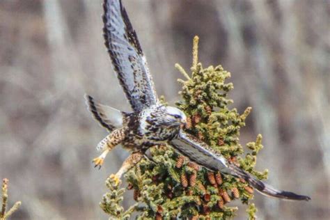 Types Of Hawks In Michigan Where To Find Them