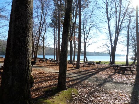 Discovering the Cedar Swamp | Marjorie Turner Hollman