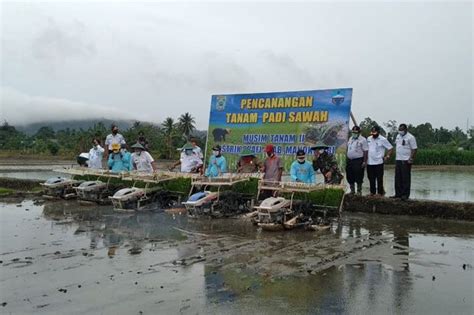 Petani Dan Penyuluh Manokwari Canangkan Tanam Padi Sawah Musim Tanam II