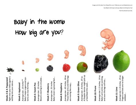 11 Week Fetus Size Hiccups Pregnancy