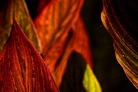 Leaves Behance