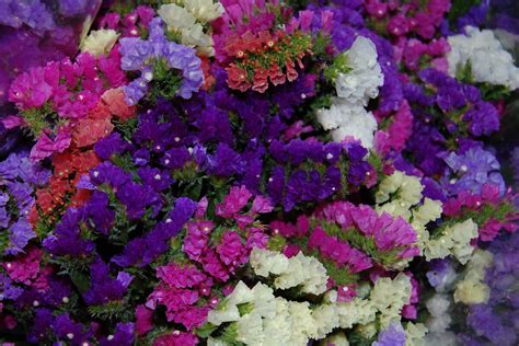 Лимониум (Limonium) - описание сорта растения