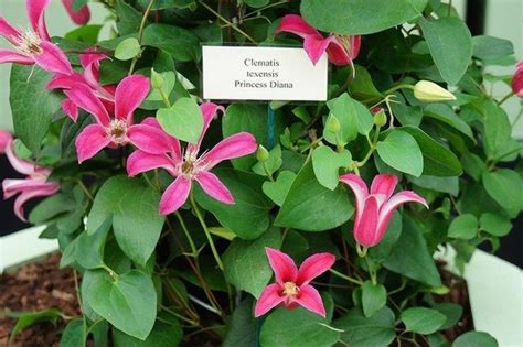 Clematis Texensis Scarlet Clematis Scarlet Leatherflower Texas