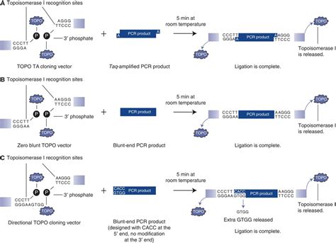 Cloning Polymerase Chain Reaction Pcr Products Topo Ta Cloning