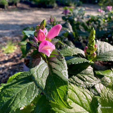 Chelone Lyonii Hot Lips 1 Hot Lips Pink Turtlehead Scioto Gardens Nursery