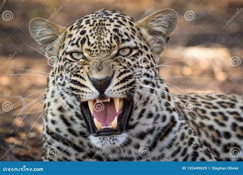 Stunning Looking Male Leopard With Open Mouth Stock Image Image Of