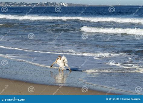 Ocean Park Beach Near Punta Del Este Uruguay Stock Photo Image Of