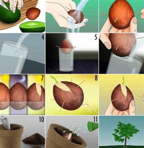 Cómo germinar un hueso de aguacate en 5 sencillos pasos Plantasmanía