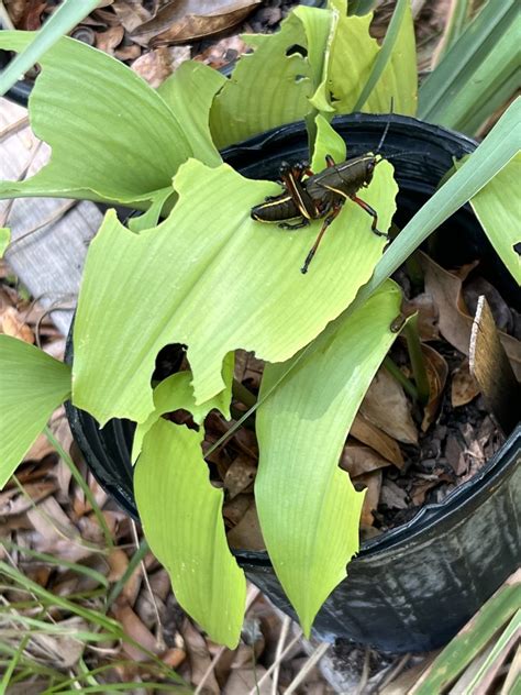 Uf Ifas Experts Give Tips To Manage The Eastern Lubber Grasshopper