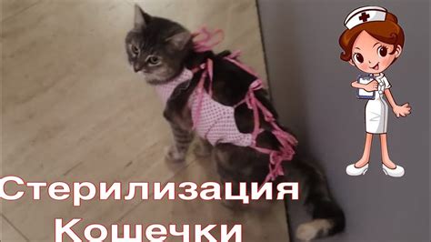 Стерилизация очередной беременной кошки. - YouTube