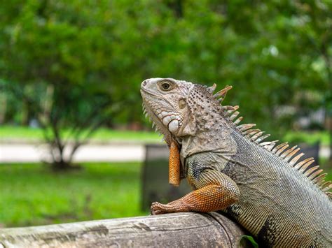 Bearded Dragon Lifespan (How Long, Wild, Captivity) - YIHY