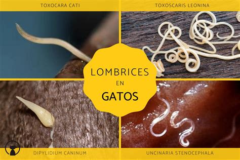 S Ntomas Y Tratamiento De Par Sitos Intestinales En Gatos Mascotario