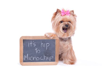 Why should I microchip my dog or cat? - PetSecure