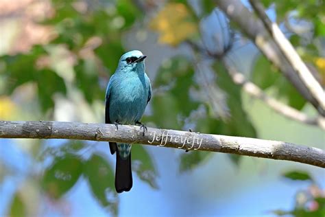 銅藍鶲 Verditer Flycatcher Eumyias Thalassinus Eumyias Tha Flickr