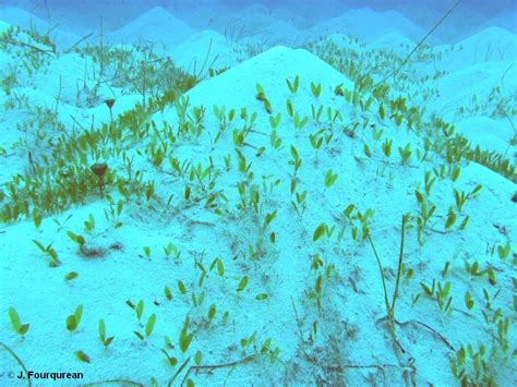 Seagrass Beds — The Department Of Environment And Natural Resources