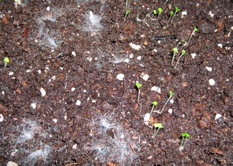 Damping Off Seedling Disease Kiwicare