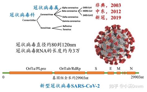 认识新冠病毒突变株二：新冠病毒变异的 特征和影响 知乎