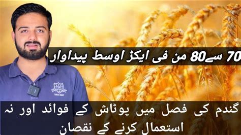 Benefits Of Potash For Wheat Cropimportance Of Potash In Wheat Crop