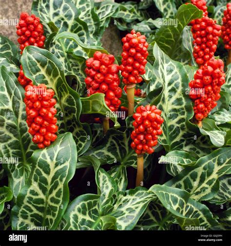 Arum Italicum