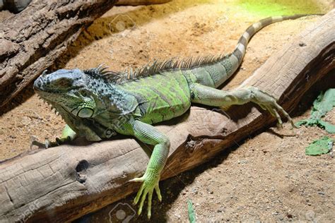 Iguana Verde Fotos Cuidados Alimentación Y ¿podemos Tener Una