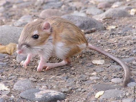 How Do Different Species Of Rats Adapt To Various Environments