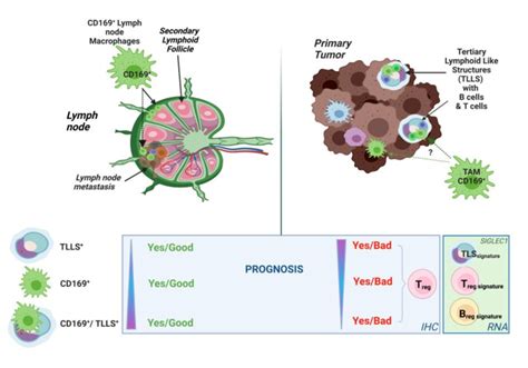 Schematic summary of results. Made in biorender.com.... | Download ...